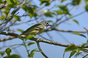 Vireo, Blue-headed, 2025-05077460 Parker River NWR, MA
